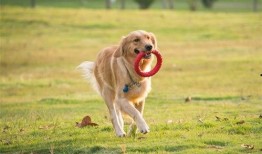 狗狗最新爆料视频播放