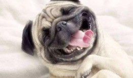 巴哥爆料最新人物,揭秘娱乐圈新晋人气明星的崛起之路