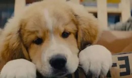 猫狗影视在线观看,畅享视听盛宴